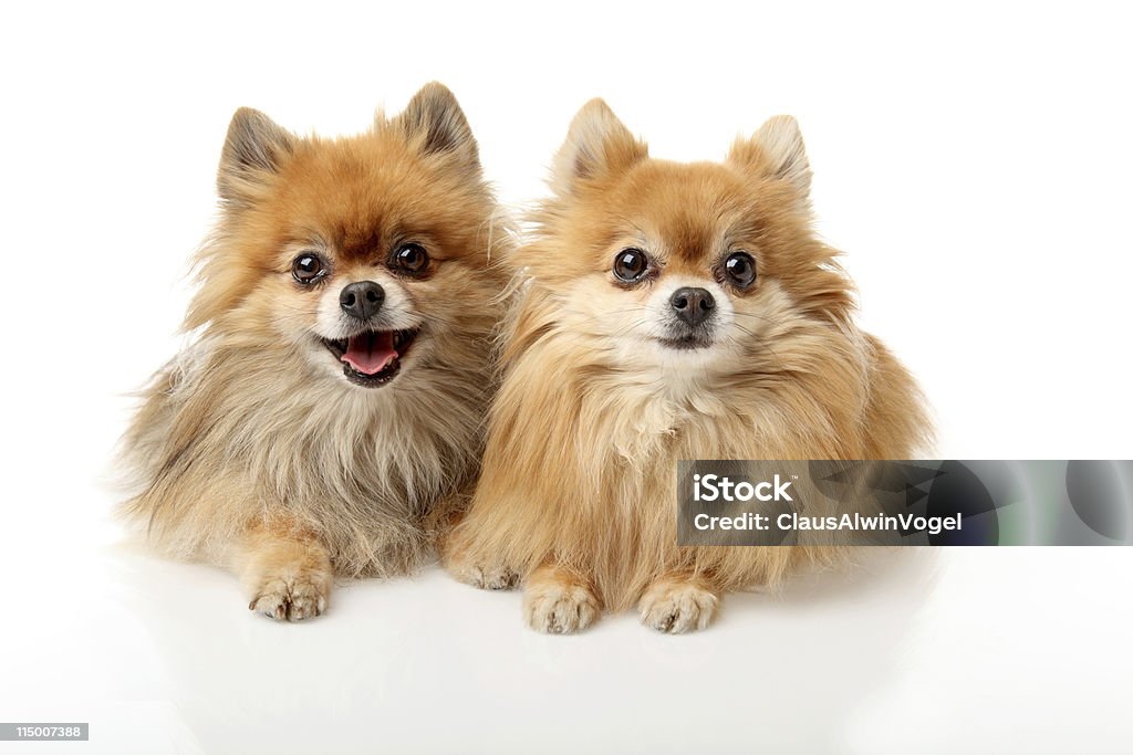 Retrato de dois cães pequenos - Royalty-free Lulu da Pomerânia Foto de stock