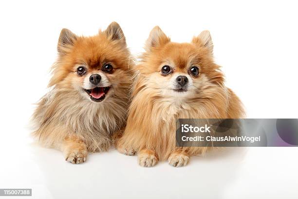 Retrato De Dois Cães Pequenos - Fotografias de stock e mais imagens de Lulu da Pomerânia - Lulu da Pomerânia, Fundo Branco, Figura para recortar
