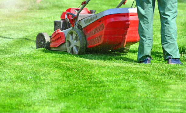 istock Gardener cut the grass with lawn mower 1150074924