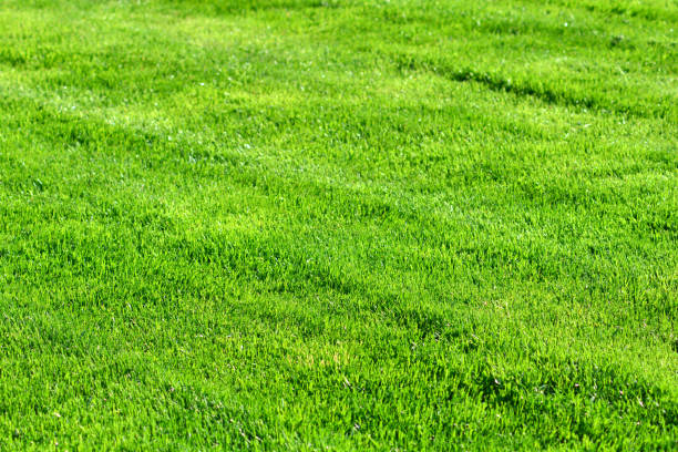 istock Natural thick and smooth lawn. Green grass background with nobody. Yard landscaping. 1150074933