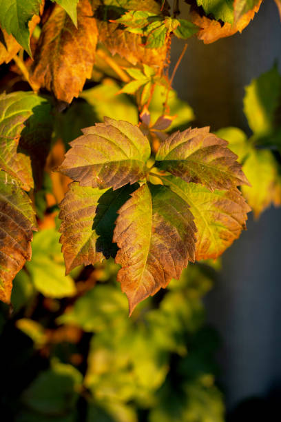istock Ivy or vine branches in the garden 1150076484