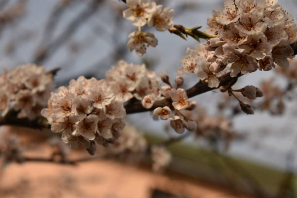 árboles primavera - bee apple tree flower single flower fotografías e imágenes de stock