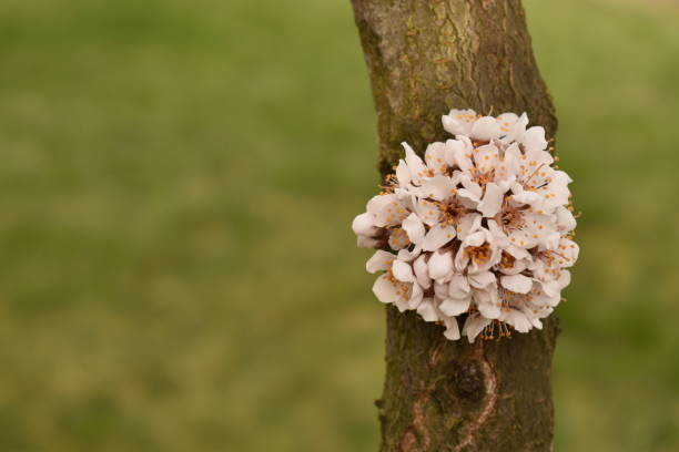 árboles primavera - bee apple tree flower single flower fotografías e imágenes de stock