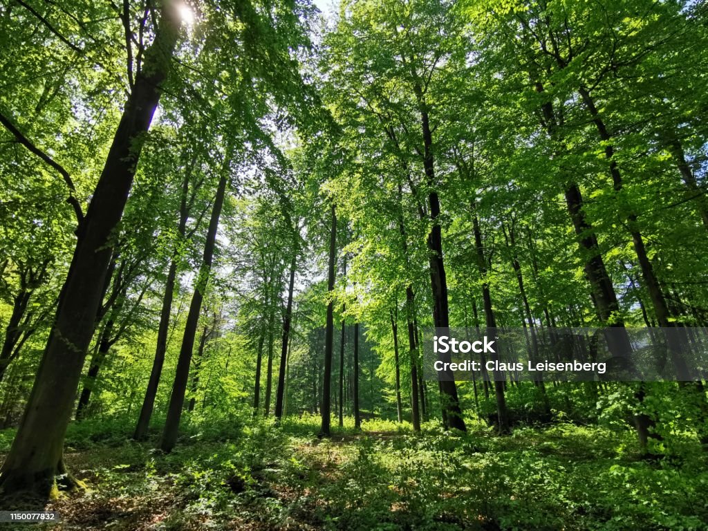 bosque - Foto de stock de Aire libre libre de derechos