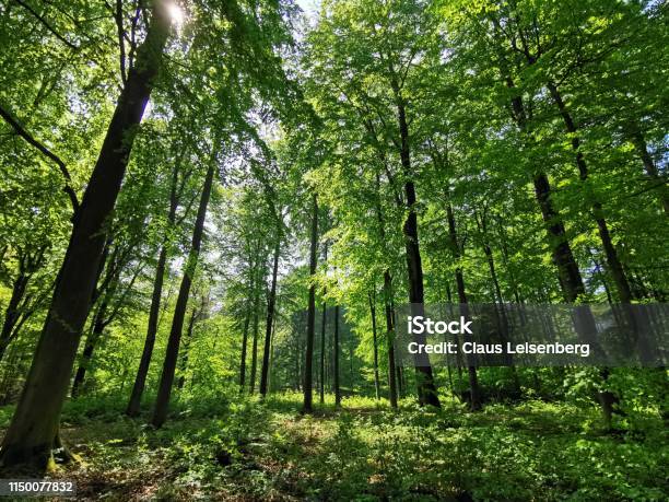 Bosque Foto de stock y más banco de imágenes de Aire libre - Aire libre, Alemania, Belleza de la naturaleza