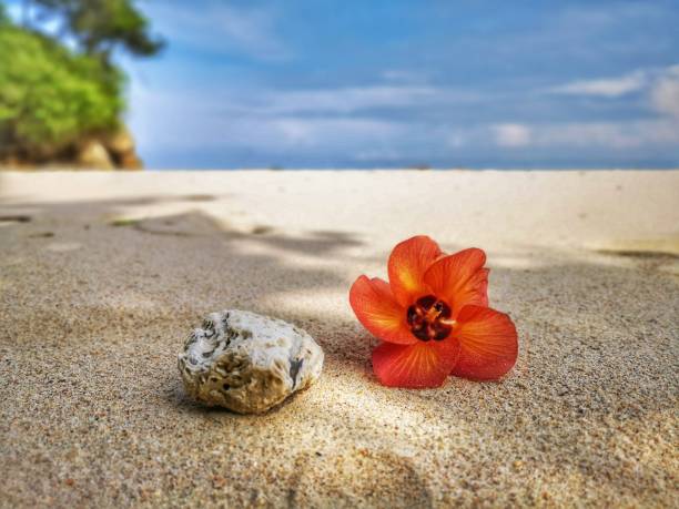 istock Closeup a flower and tiny rock on the beach. 1150078000