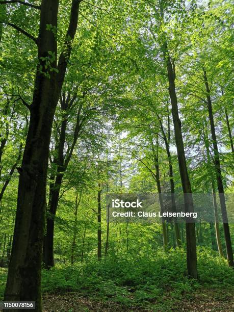 Bosque Foto de stock y más banco de imágenes de Aire libre - Aire libre, Alemania, Belleza de la naturaleza