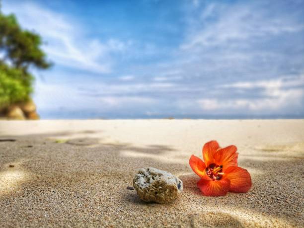 istock Closeup a flower and tiny rock on the beach. 1150078240