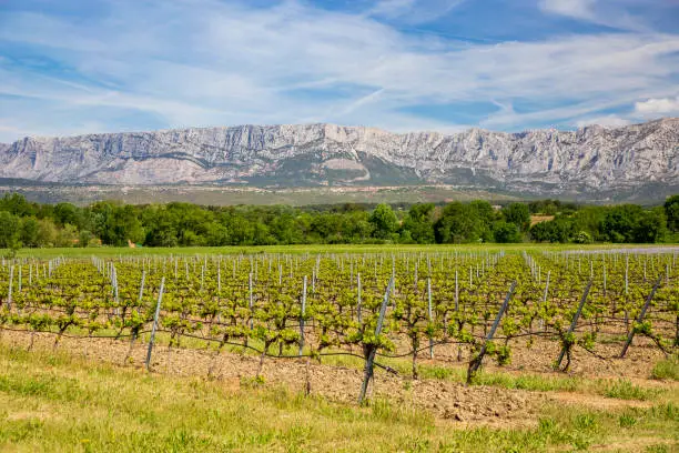 Vineyard close to Sainte Victoire mountain near aix en Provence France.