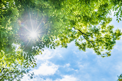 Fresh green leaves