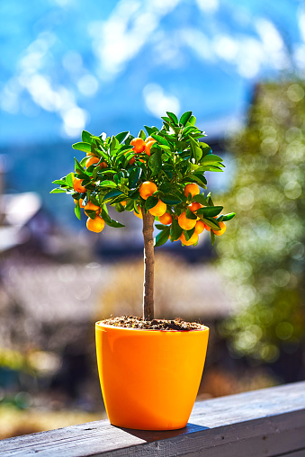 Little mandarin/ orange tree with fruits in a pot at sunny day.
