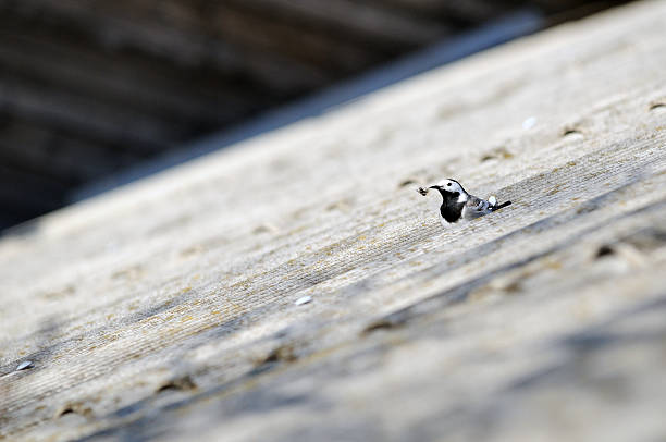 Pequeno pássaro com sua presa - fotografia de stock