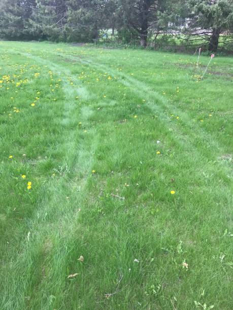 istock Tire tracks on the lawn 1150079058