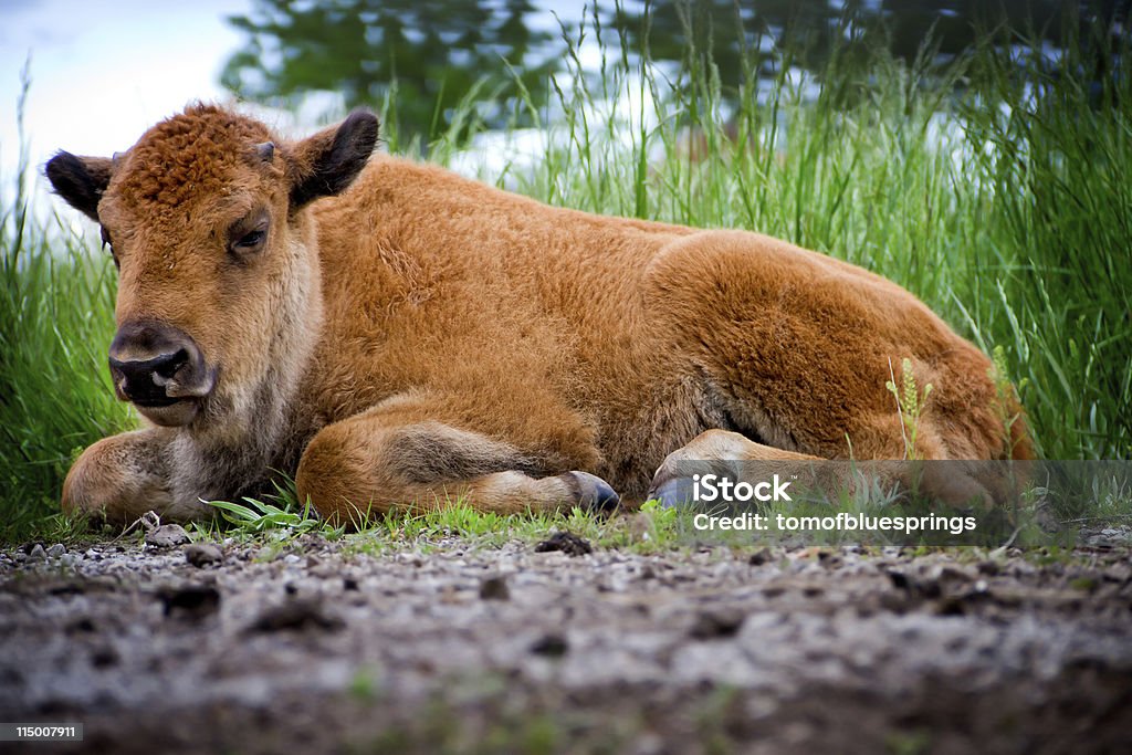 Bebé Buffalo colocación - Foto de stock de Horizontal libre de derechos