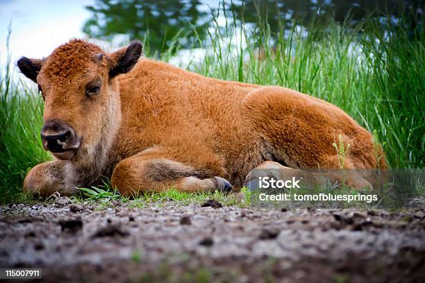 Bebé Buffalo Colocación Foto de stock y más banco de imágenes de Horizontal - Horizontal, Montana, Aire libre