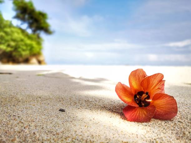 istock Closeup a flower and tiny rock on the beach. 1150079127