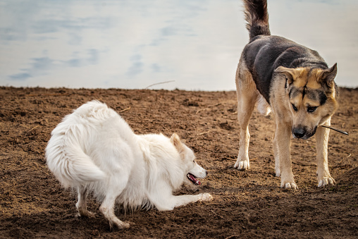 Cute, fluffy white Samoyed dog play bows at a larger mixed-breed giant dog at a dog park