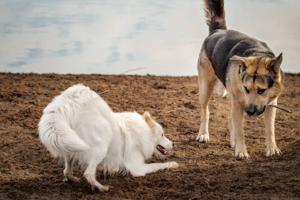 Happy samoyed dog plays with a larger friend at a dog park stock photo