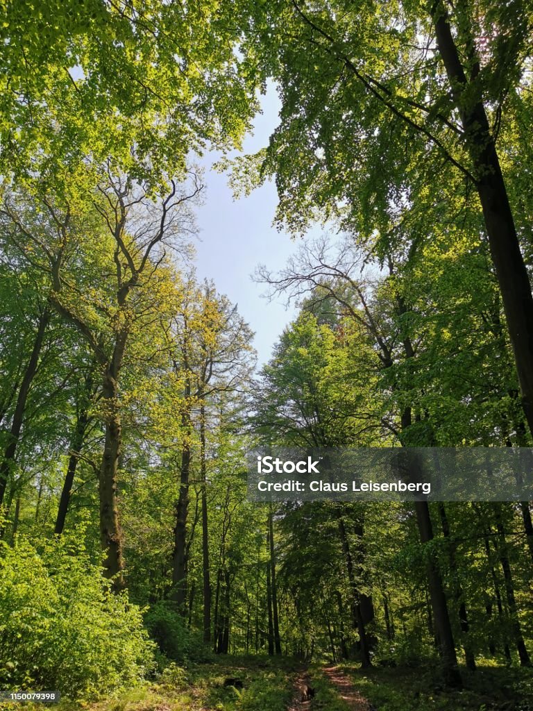 bosque - Foto de stock de Aire libre libre de derechos