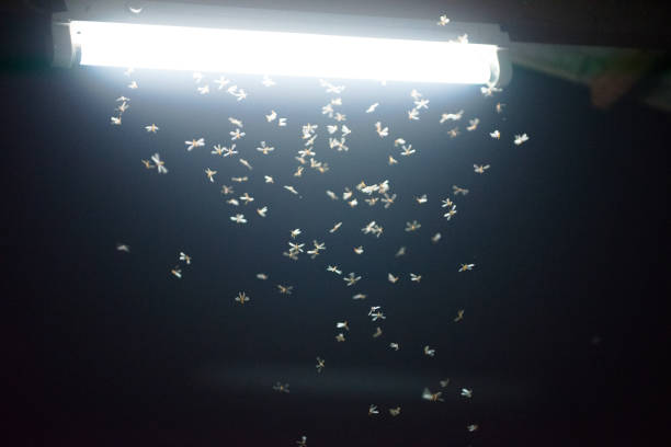 istock moth flying in the fire ,the neon light in night time, it's raining time. 1150079562