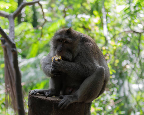 istock Adult Monkey sitting on log eating corn 1150079903