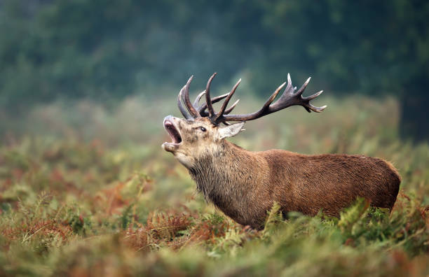 istock Red deer stag calling during rutting season 1150080886