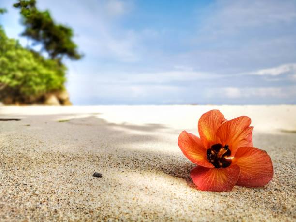 istock Closeup a flower and tiny rock on the beach. 1150080952