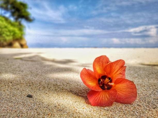 istock Closeup a flower and tiny rock on the beach. 1150081059