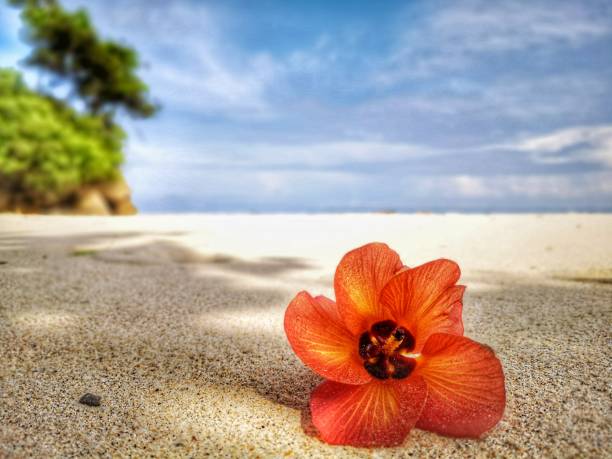 istock Closeup a flower and tiny rock on the beach. 1150081090