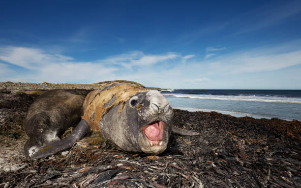 feche acima de um selo masculino do elefante na costa - animal elephant seal seal yawning - fotografias e filmes do acervo