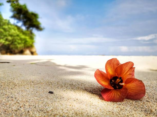 istock Closeup a flower and tiny rock on the beach. 1150081218