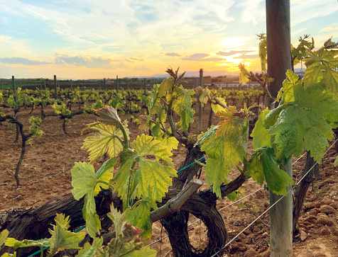 First leaves and vine shoots. Foreground. Background sunset light. Agricultural landscape.