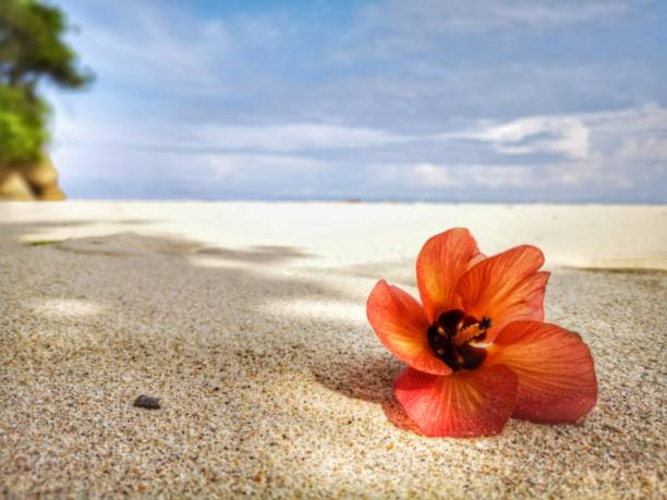 istock Closeup a flower and tiny rock on the beach. 1150081243