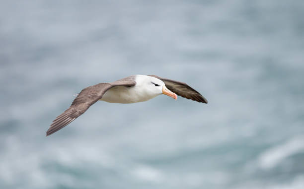 istock Close up of a Black-browed Albatross in flight 1150081294