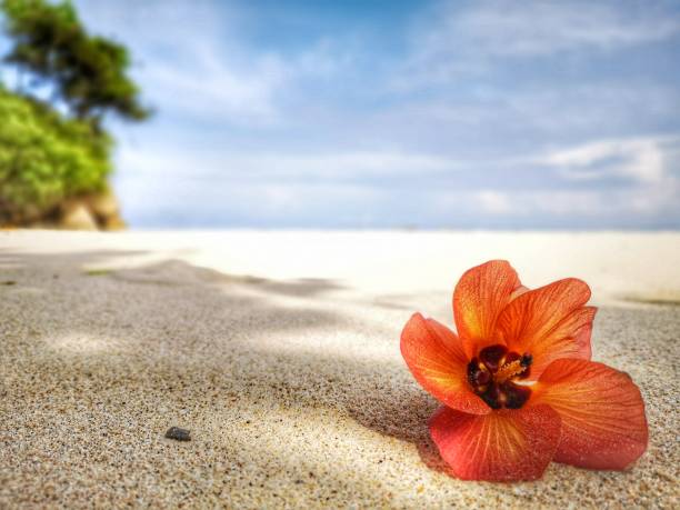 istock Closeup a flower and tiny rock on the beach. 1150081474