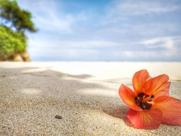 istock Closeup a flower and tiny rock on the beach. 1150081548