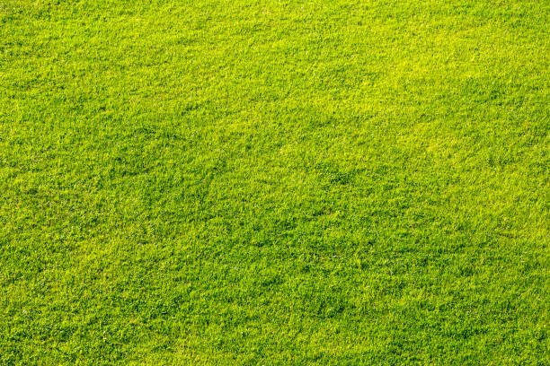 istock The green lawn. 1150082413