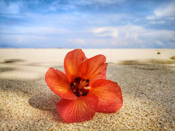 istock Closeup a flower and tiny rock on the beach. 1150082499