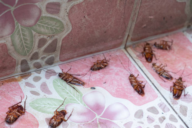 istock cockroaches die because of insecticides 1150082621