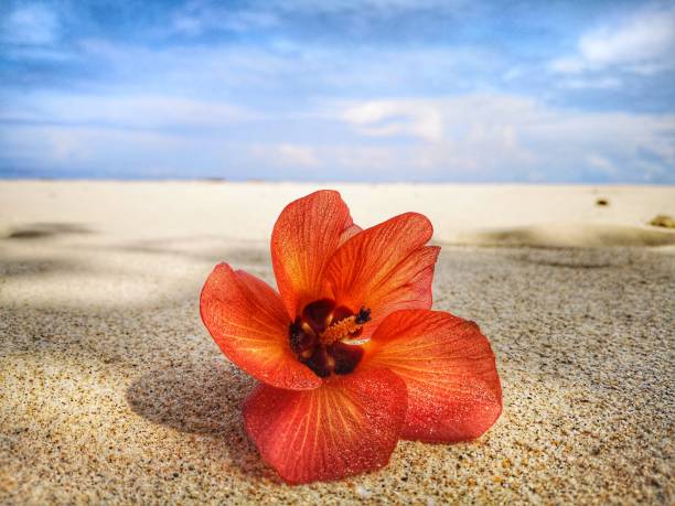 istock Closeup a flower and tiny rock on the beach. 1150082749