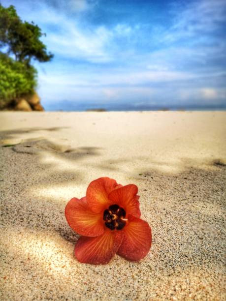 istock Closeup a flower and tiny rock on the beach. 1150082786
