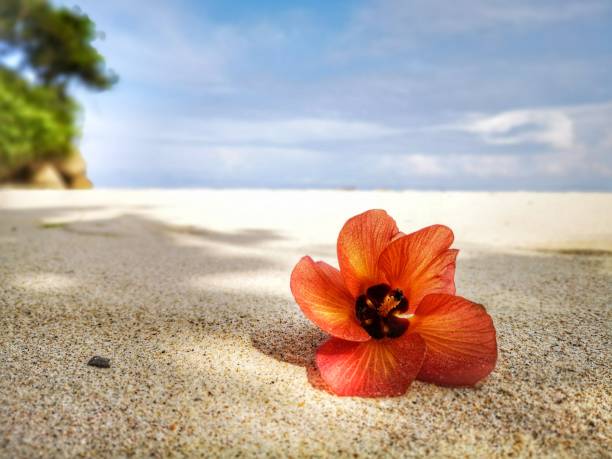 istock Closeup a flower and tiny rock on the beach. 1150082925
