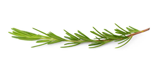istock Fresh Rosemary isolated on a white background 1150083486