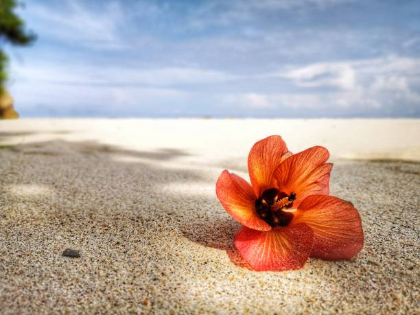 istock Closeup a flower and tiny rock on the beach. 1150083502