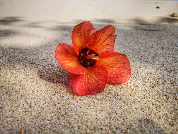 istock Closeup a flower and tiny rock on the beach. 1150083505