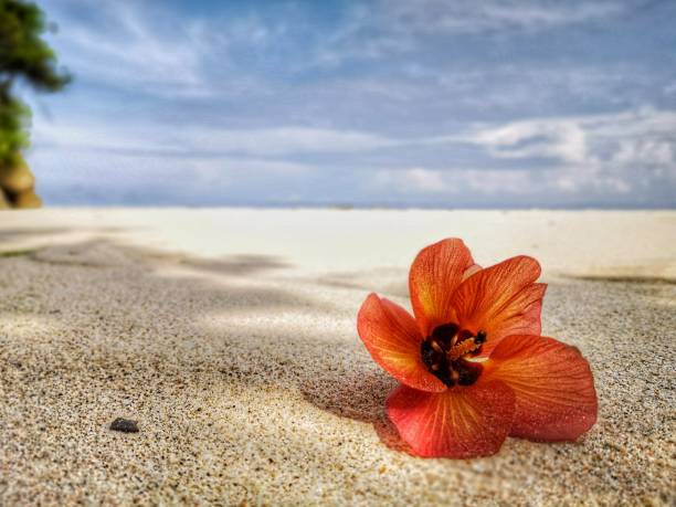 istock Closeup a flower and tiny rock on the beach. 1150083522