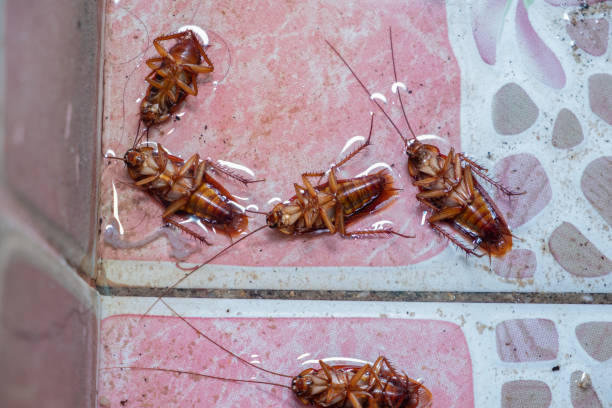 istock cockroaches die because of insecticides 1150083690