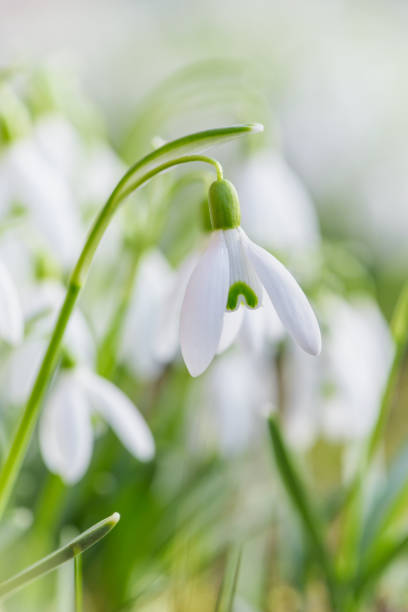 istock Spring snowdrops flower. Early spring close-up flowers 1150084915
