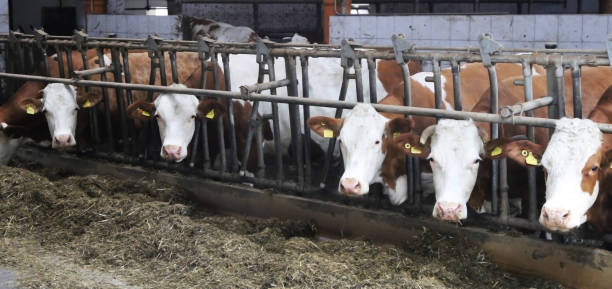 istock Cows in the barn looking at the camera 1150086279