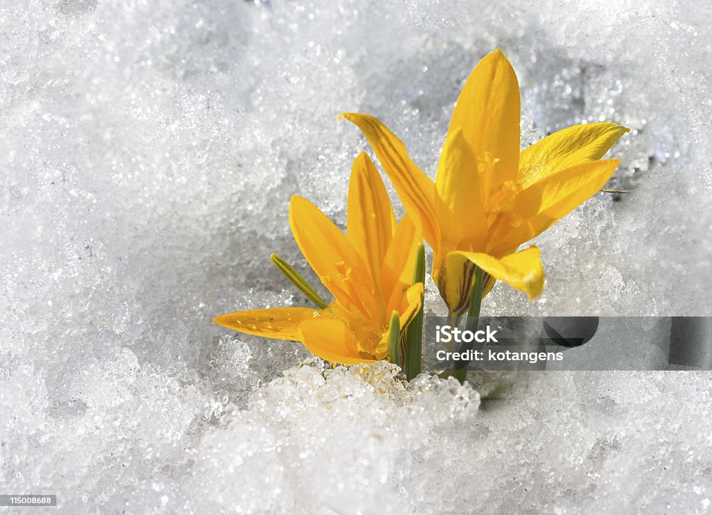 연두빛 가: 두 노란색 crocuses in 인공눈 - 로열티 프리 꽃-식물 스톡 사진